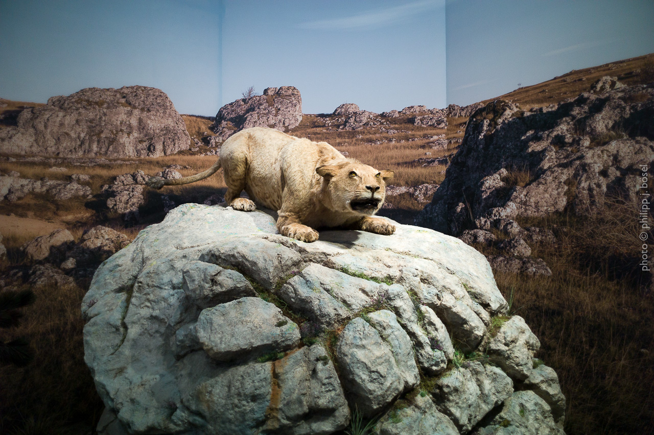 photo © philipp j. bösel