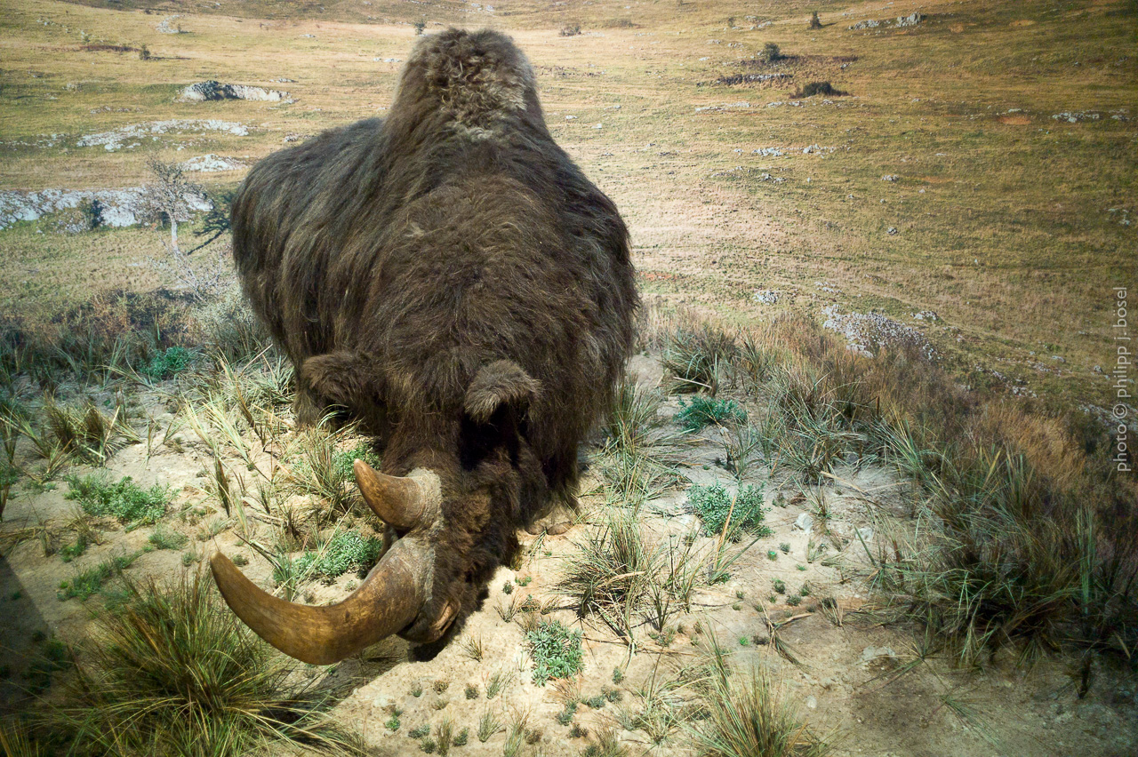 photo © philipp j. bösel