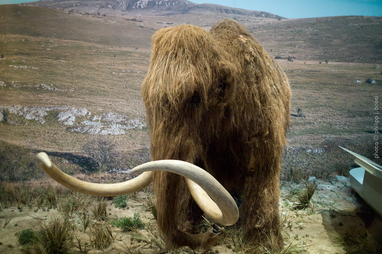 photo © philipp j. bösel