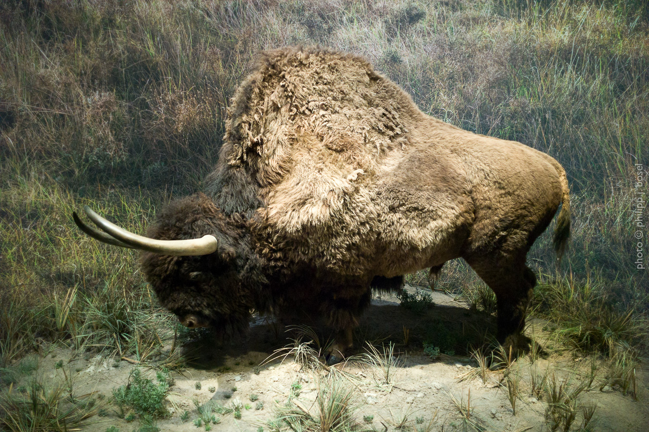 photo © philipp j. bösel